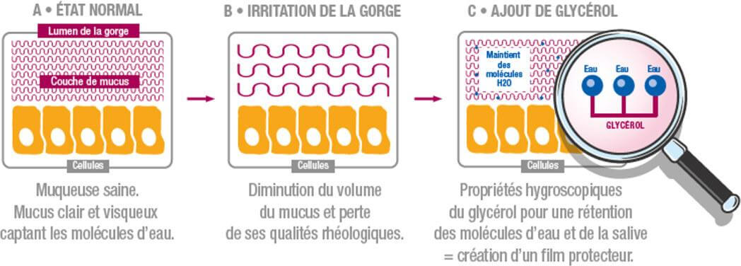Le glycérol, un extrait végétal Le glycérol, un extrait végétal