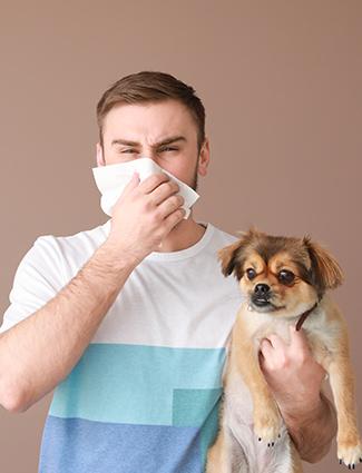Allergie aux chiens